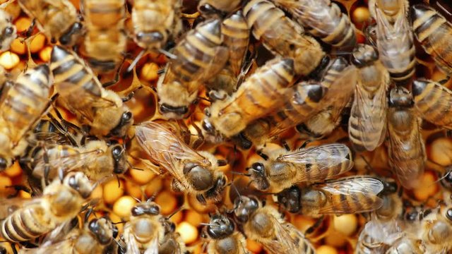 Large queen bee lays eggs in the cell. It is surrounded by other bees and feed it