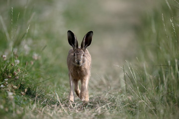 European brown hare, Lepus europaeus
