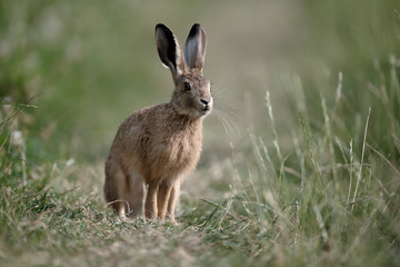Naklejka na ściany i meble European brown hare, Lepus europaeus