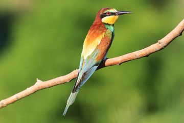 Birdy - rainbow sits on a branch   green background