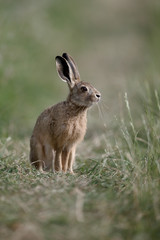 European brown hare, Lepus europaeus