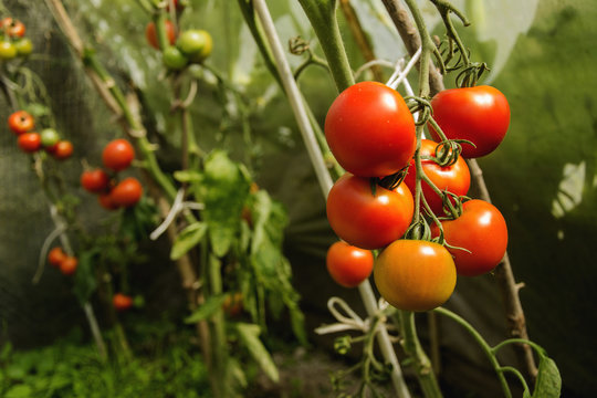 tomato season