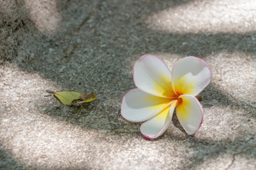 Plumeria flower on the street