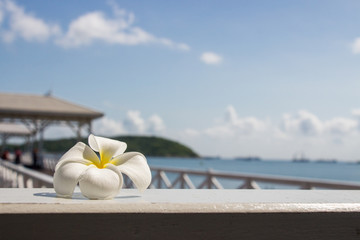 Frangipani tropical flower, Plumeria flower fresh