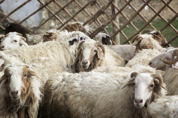 A flock of sheep in the paddock
