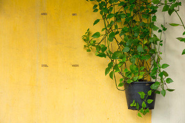 This is the cement wall. It is good background.