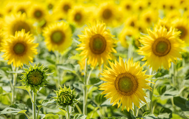 yellow sunflowers in summer