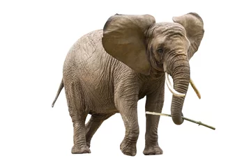 Foto op Plexiglas Olifant Afrikaanse olifant geïsoleerd op wit