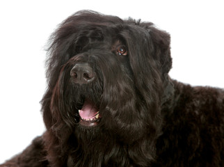 big black shaggy dog