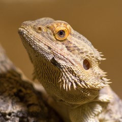 Streifenköpfige Bartagame / Bearded Dragon
