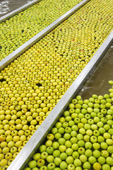 Ripe apples being processed and transported for packing