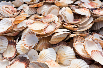 Scallop shells heap