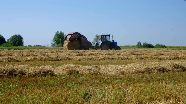 Tractor collecting grass and makes the haystack