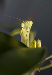 Mantis in macro