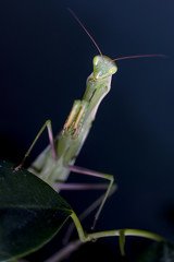 Mantis in macro