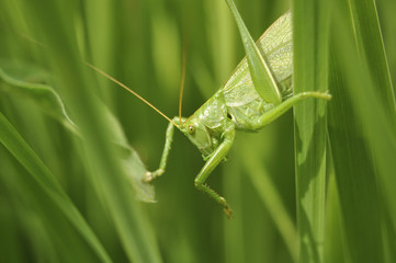 Кузнечик зеленый сидит в траве насекомые дикая природа макро - obrazy, fototapety, plakaty