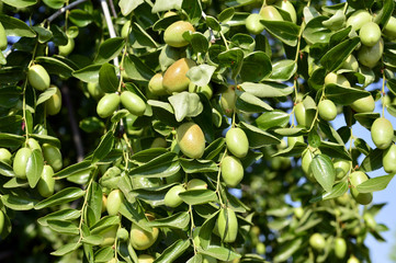 Jojoba  green plant © Ennira