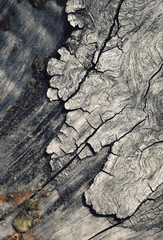 detail of the old degenerate bark