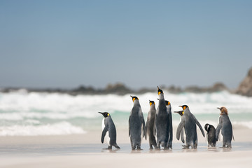 Obraz premium Pingüinos rey en la playa