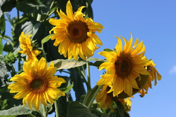 yellow sunflowers