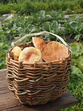 wicker basket with mushrooms on a wooden table