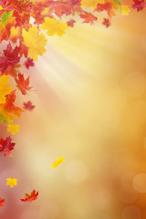 Naklejka na ściany i meble Bright autumn leaves.