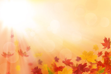 Obraz na płótnie Canvas Bright autumn leaves.