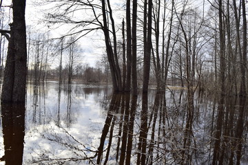 деревья в воде,