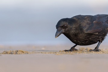 Carrion crow (Corvus corone) foraging on the beach.