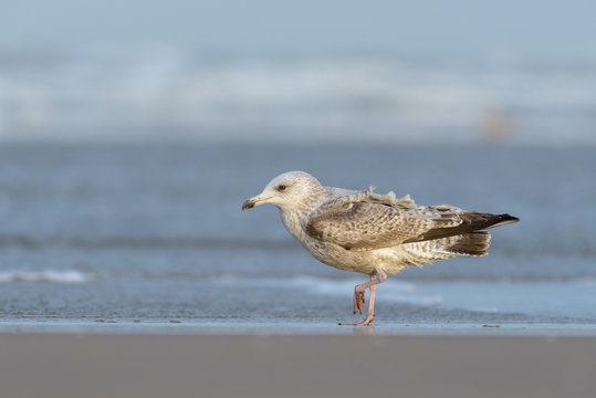 Juvenile European herring gull (Larus argentatus) perching on the beach.