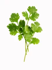Abwaschbare Fototapete cilantro © vit_kitamin