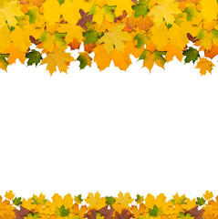  autumn background with leaves
