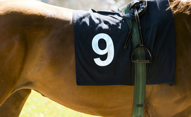 Horse racing, close up on brown horse with number 9 - obrazy, fototapety, plakaty