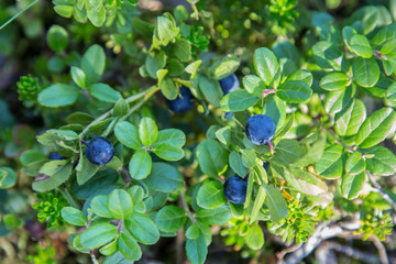 Wild blue berries Lapland