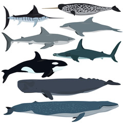Vector set of cartoon sea animals. White shark, bottlenose dolphin, narwhal, hammerhead shark, blue whale, sperm whale, swordfish, killer whale.