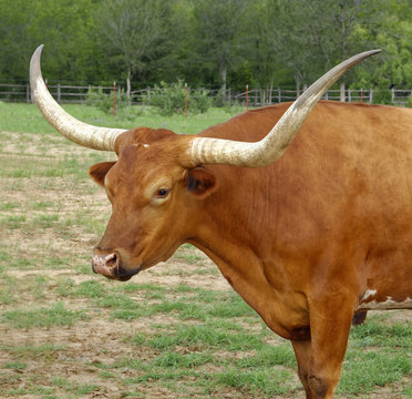 Closeup of Texas Longhorn bull