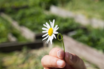 Camomile in a hand in the garden