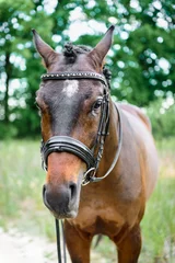 Fototapeten Porträt Pferd Nahaufnahme © inna_astakhova