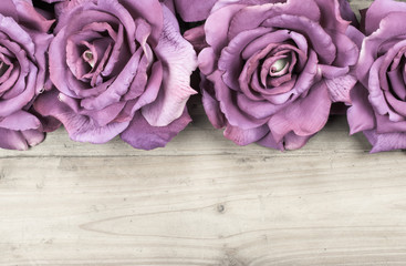 Purple roses isolated on wood background.
