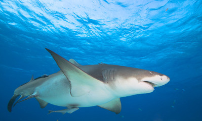 Fototapeta premium Lemon shark, Bahamas.Caribbean sea. 