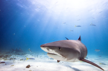 Naklejka premium Tiger shark 