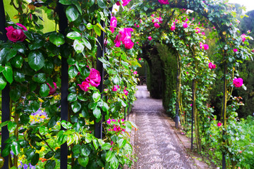 Arches with roses at garden of  Generalife. Granada