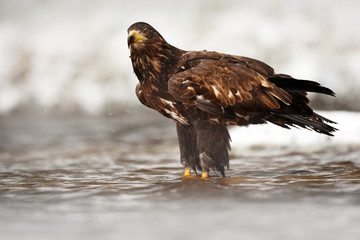 Golden Eagle in the water during snowy winter. Golden Eagle in the cold river, hunting fish. Snow winter with Golden Eagle. Birds of prey in the water. Eagle in the nature lake habitat with snow.
