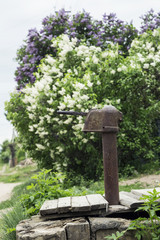 vintage water pump and blooming lilacs
