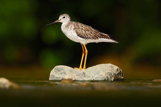 Water bird in the river, Rio Baru in Costa Rica. Lesser Yellowlegs, Tringa flavipes sitting on stone in the river. Water bird in the tropic forest. Summer bird photo from Costa Rica. Animal in water