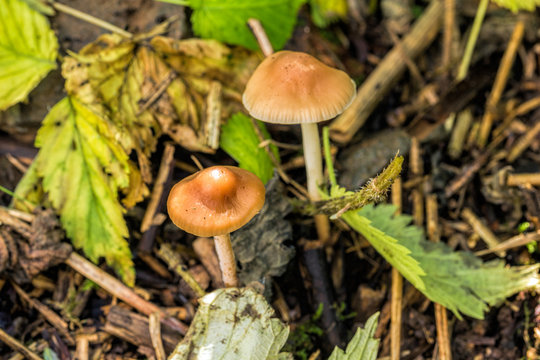 Mushrooms Leptonica seritsella in the green grass