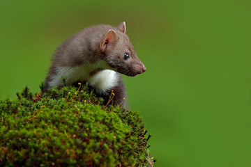 Stone marten, Martes foina, with clear green background. Beech marten, detail portrait of forest animal. Small predator sitting on the beautiful green moss stone in the forest. Wildlife scene, Europe.