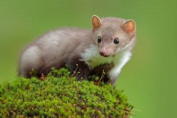 Wildlife scene, France. Stone marten, Martes foina, with clear green background. Beech marten, detail portrait of forest animal. Small predator sitting on the beautiful green moss stone in the forest. - obrazy, fototapety, plakaty