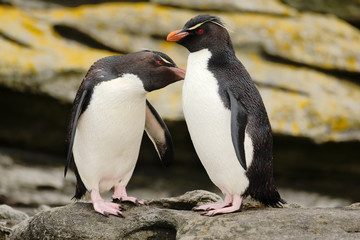 Fototapeta premium Two penguin. Rockhopper penguin, Eudyptes chrysocome, in the rock, water with waves, birds in the rock nature habitat, black and white sea bird, Sea Lion Island, Falkland Islands