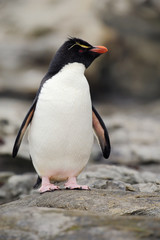 Rockhopper penguin, Eudyptes chrysocome, in the rock nature habitat. Black and white sea bird, Sea Lion Island, Falkland Islands. Penguin in the rock. Beautiful sea bird. Penguin in the nature.